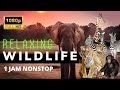 Relaksasi 1 Jam Kehidupan Hewan Liar Full HD Wildlife Relaxing Hewanliar