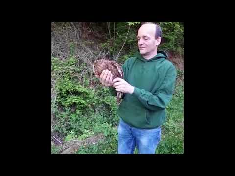 Frei wie ein Waldkauz - Wildvogel Robert darf wieder fliegen
