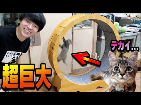 【衝撃】人間サイズのキャットホイールに子猫を入れたら本能覚醒!!