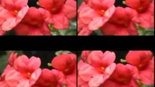 ou est passe ma boheme