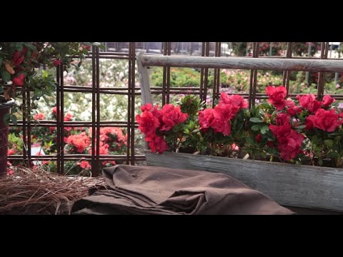 How to Care For Encore Azaleas in Winter
