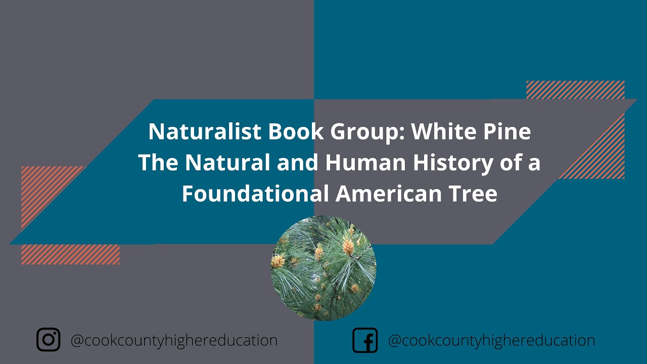 Naturalist Book Group: White Pine – The Natural and Human History of a Foundational American Tree