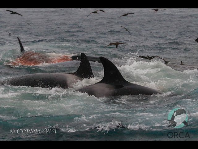 Killer whales attack and kill blue whale