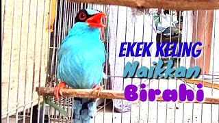 Download lagu Pancingan Suara EKEK KELING Ini Paling Cepat Menaikkan Birahi mp3 Download lagu Pancingan Suara EKEK KELING Ini Paling Cepat Menaikkan Birahi mp3