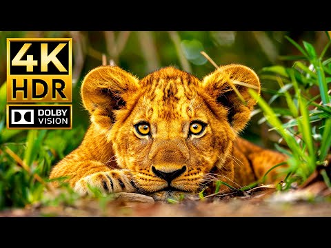 Epic 4K Animal Kingdom – 120 FPS, Dolby Vision & HDR for Breathtaking Detail