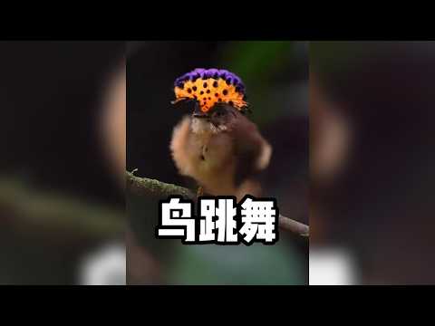 原來這些鳥類看著很一般，跳舞卻如此厲害！ #鳥類 #鴕鳥  #奇妙的動物 #動物科普 #動物世界