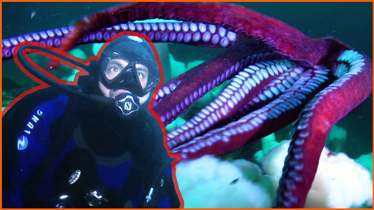 Polvo Gigante do Pacífico Norte - Canadá - Lawrence Wahba