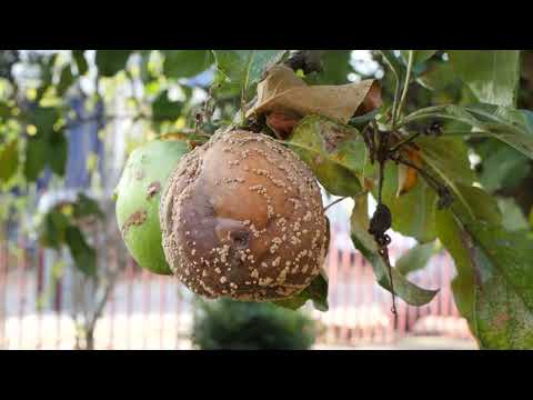 Symphonie industrielle