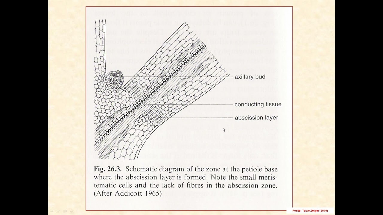 10. Senescência e Abscisão