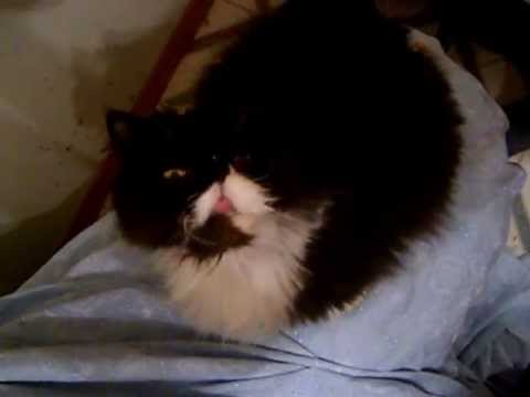 Princess the Persian, Air Licking Expert