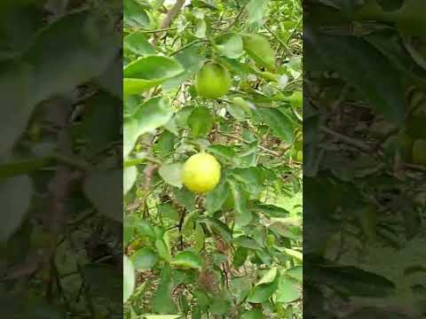 BOM DIA COM MUITA ALEGRIA 😂 BOM DIA DE BÊNÇÃOS 🙌 CÉLULA RENASCER MACAMBIRA SERGIPE 🧡 VEM RENASCER 🧡