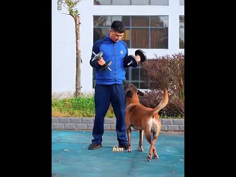This dog is busy dealing with dangers every day #pets #shorts