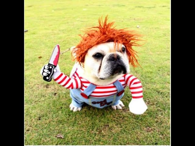 Vídeo relacionado con TOHYOZIJ Disfraz unisex de animal para adultos, disfraz de cosplay, disfraz de cosplay de una pieza para adultos, ropa de casa para mujeres y hombres (Tigger, L), naranja