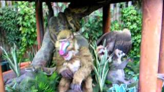 preview picture of video 'MC Mandrill'
