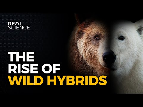 Hybrid Animals Are Becoming More Common. But Why?