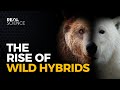 Why Hybrid Animals May Take Over the North Why Hybrid Animals May Take Over the North