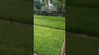 Download lagu al'fatihah untuk ibuku tercinta😇 mp3 Download lagu al'fatihah untuk ibuku tercinta😇 mp3