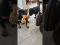 Rottweiler dogs for sale: Princess - Video 1