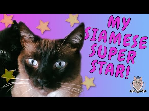 SIAMESE If You Please! Sing Sing is the BEST Cat Ever 😻