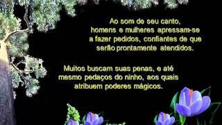 O canto do uirapuru.MP4