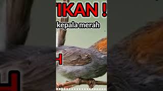 Download lagu pikat prenjak kepala merah dapatkan durasi lebih p... mp3