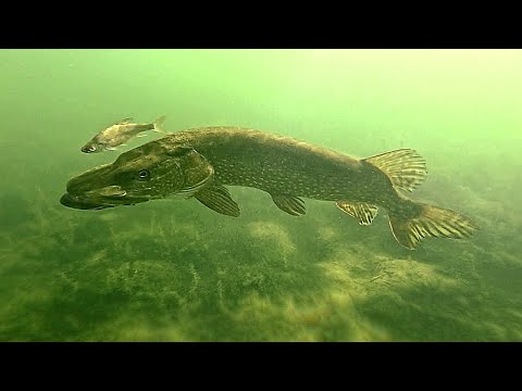 Jaw-Dropping PIKE ATTACKS filmed UNDERWATER in 4K ! Epic Slow-Motion Compilation