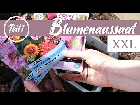 Blumenaussaat XXL - Teil1 - TIPPS für Beet - & Schnittblumen + insektenfreundlicher Garten