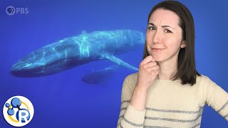 UNTOLD | The Loneliest Whale