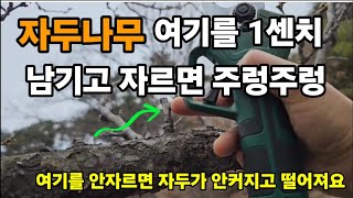 자두나무 전지 여기를 자르면 가지가 찢어지게 많이 열리고 설탕처럼 달아요! #자두나무전지 #자두나무재배 #자…