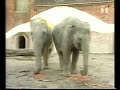 Dyr I København Zoo Fra 1998
