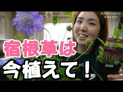 多年草の繁殖: すべての方法の概要 トピックス