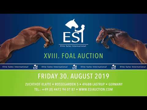 089. "Haiti" darkbay filly by Hickstead White x Lord Pezi x Espri  www.esiauction.com