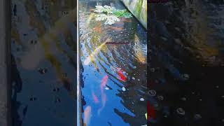 Download lagu Andai kehidupan manusia sedamai ini mp3 Download lagu Andai kehidupan manusia sedamai ini mp3