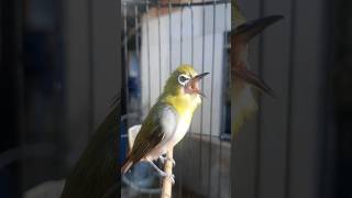 Download lagu Pleci Buxtoni Nembak Wit Wit Kenari Sejaluran!!!!!. mp3