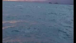 vidéo baleines NEW CALEDONIA