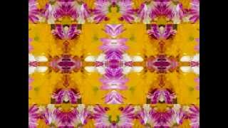 Under my wing (by the Bap Kennedy Trio) live!