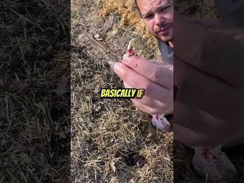 Permaculture Onions: Planting for Abundant Harvests