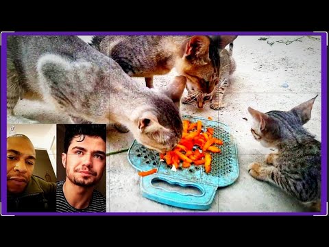 Injured cats video (reaction to cats video)❌👆👆