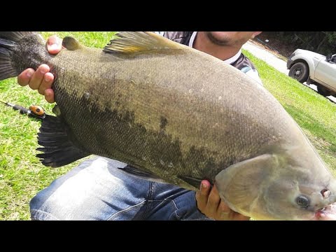 download lagu mp3 mp4 Peskol, download lagu Peskol gratis, unduh video klip Peskol