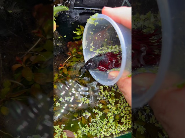 Vídeo relacionado con Pecera para Betta | Decoración del Terrario para Peces Transparentes | Acuario Betta - para Anfibios, Reptiles, Ranas, Cangrejos De Río