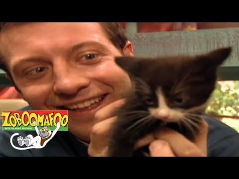 Animals Show For Kids | 🐒 Zoboomafoo 137 - Cats | Full Episode🐒 🐱