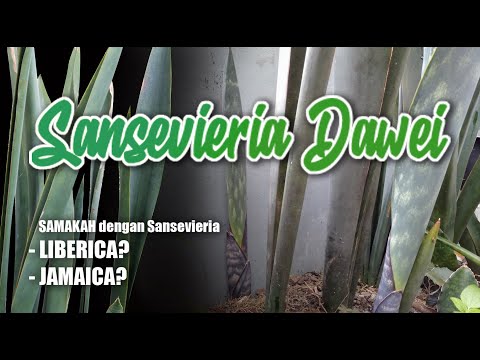 SANSEVIERIA DAWEI | SI DAUN BIRU YANG EKSOTIS
