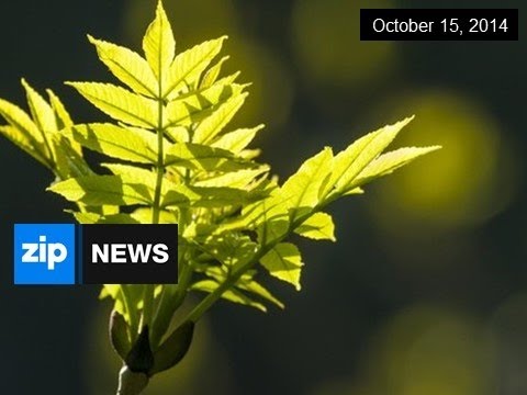 Plants Absorbing More CO2 Than Expected - Oct 15, 2014