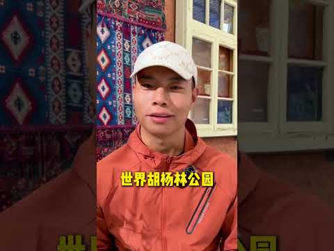 新疆12大胡杨林如何选择 #旅行推荐官 #新疆旅行攻略 #胡杨林 #塔里木胡杨林 #罗布人村寨