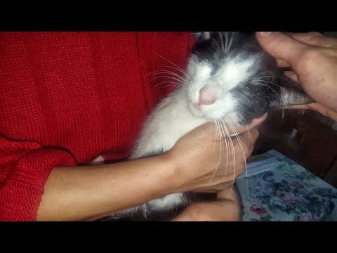 Verme di fotografia di gatti Che fare con vermi a un gatto
