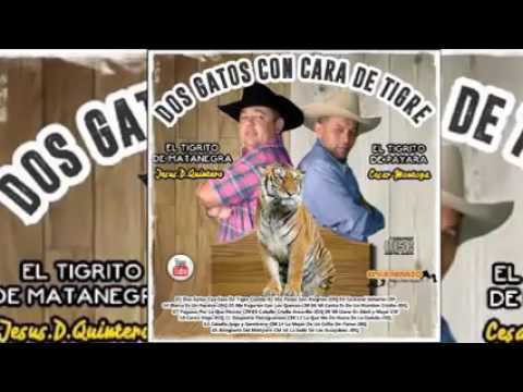 Caballo criollo amarillo Jesús daniel quintero