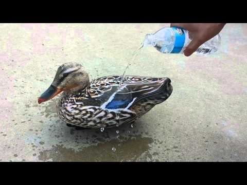 WATER OFF DUCKS BACK