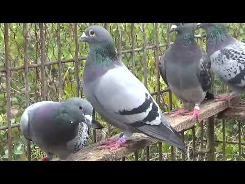 Columbofil dl Nicu Bizdrigheanu Urziceni Romania porumbei reproductie 18 oct 2025 part 1