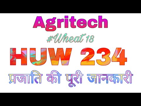 Wheat18 HUW234 variety detail knowledge by Sanjeev Shankar Tiwari