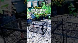 Download lagu Perangkap Tikus Paling Berkesan Link sini : https://s.shopee.com.my/4pxcRXQRFI #garden mp3
